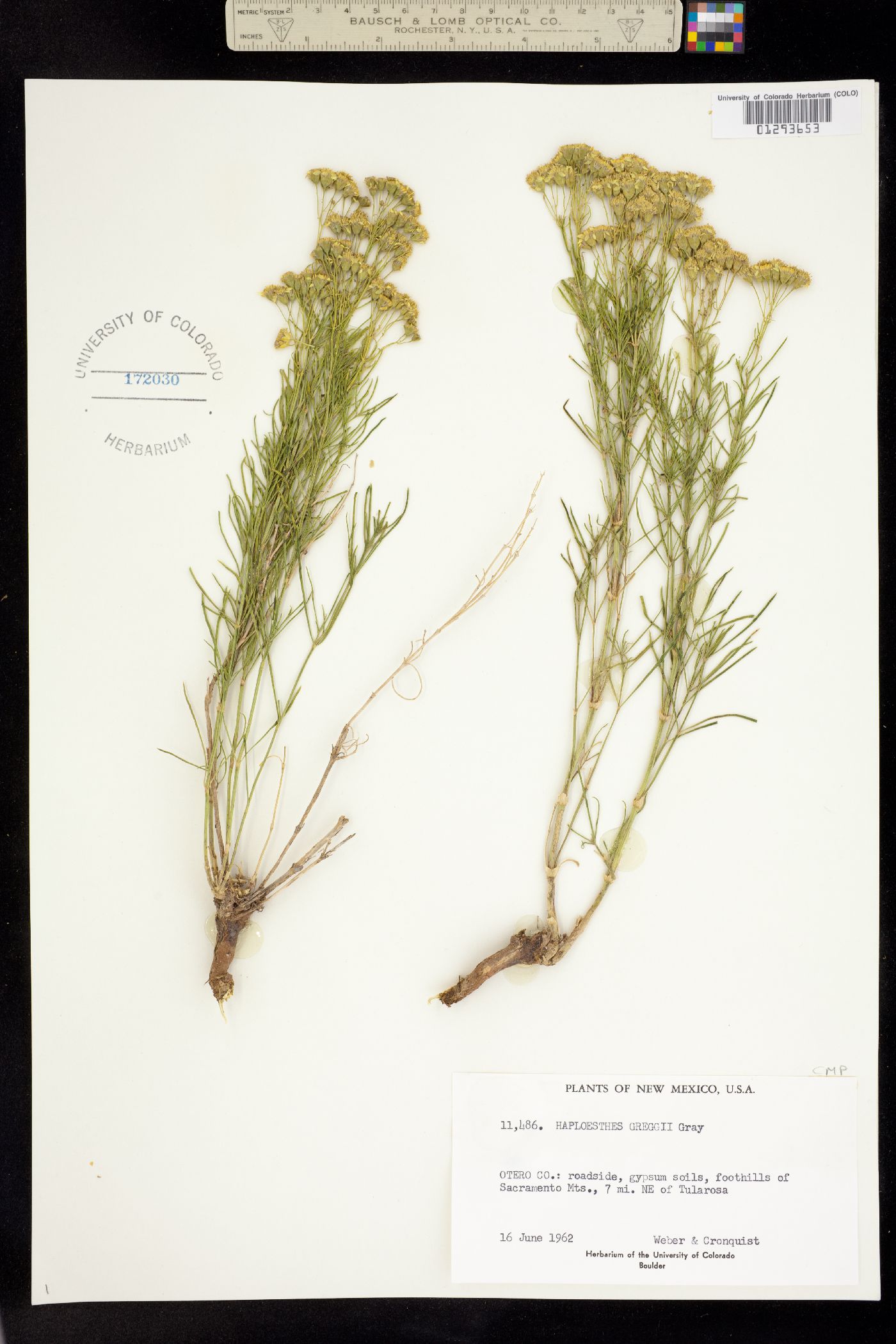 Haploesthes greggii image