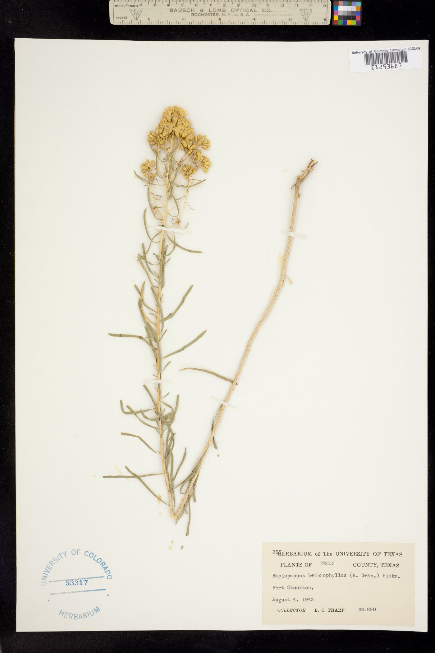 Isocoma pluriflora image