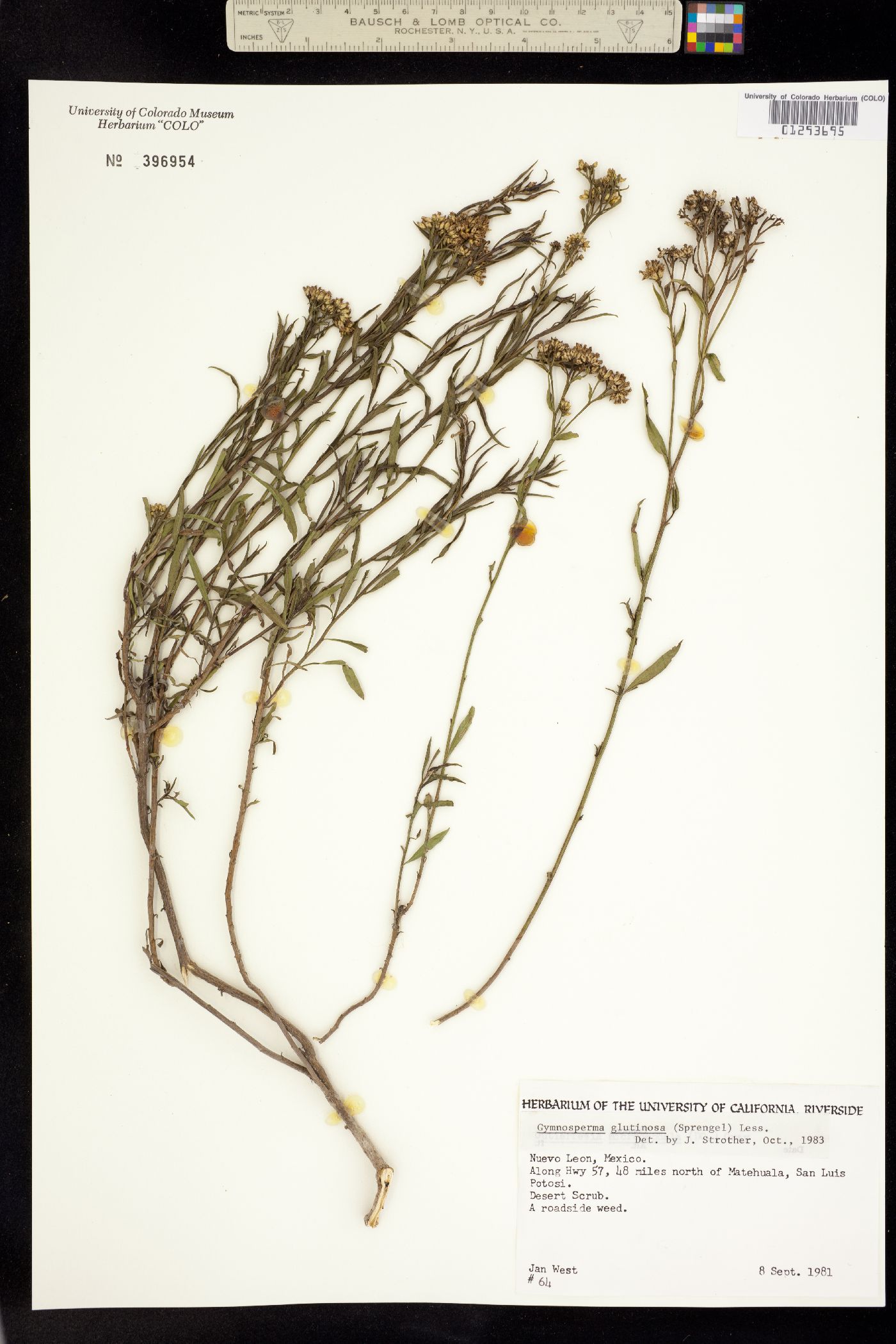 Gymnosperma glutinosum image