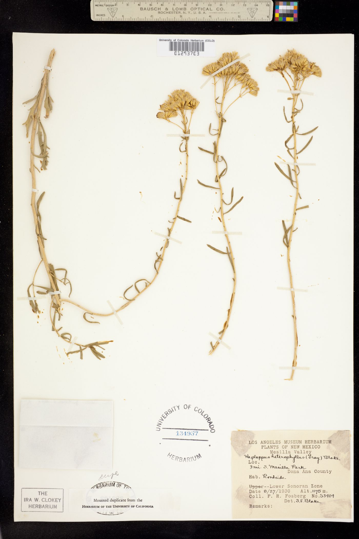 Isocoma pluriflora image