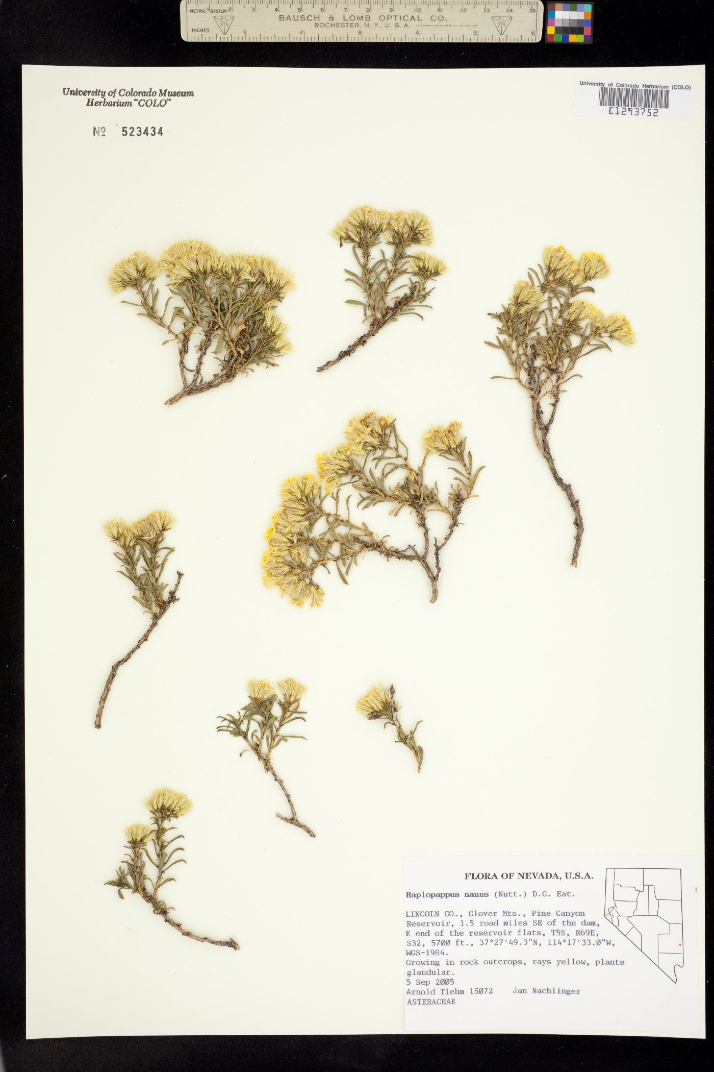 Ericameria nana image