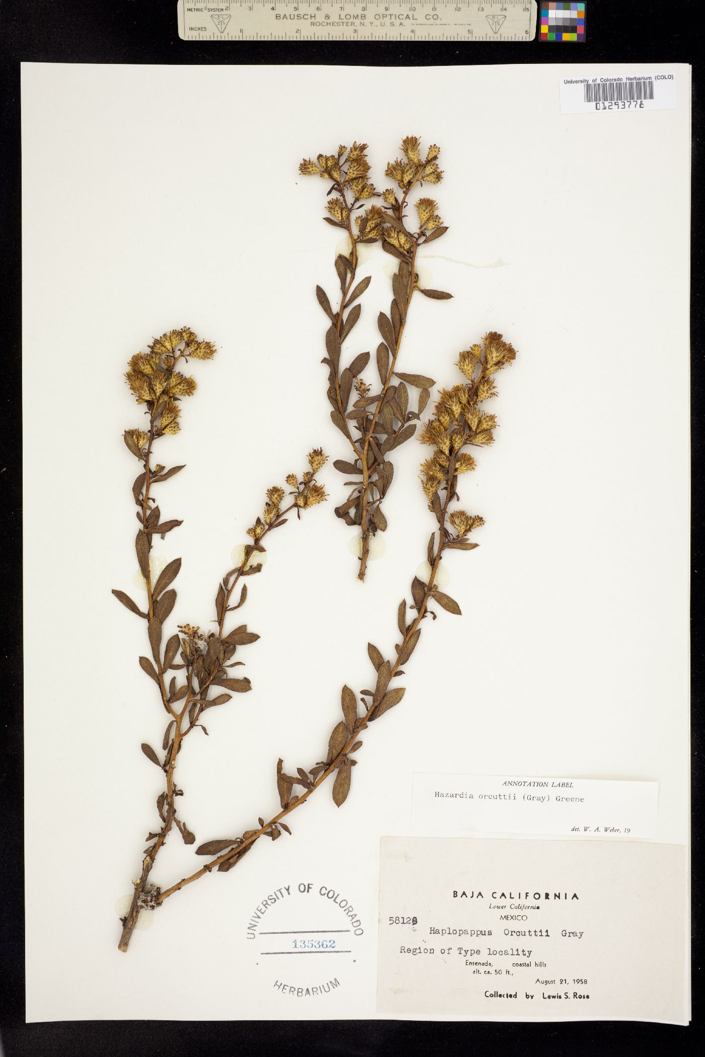 Hazardia orcuttii image
