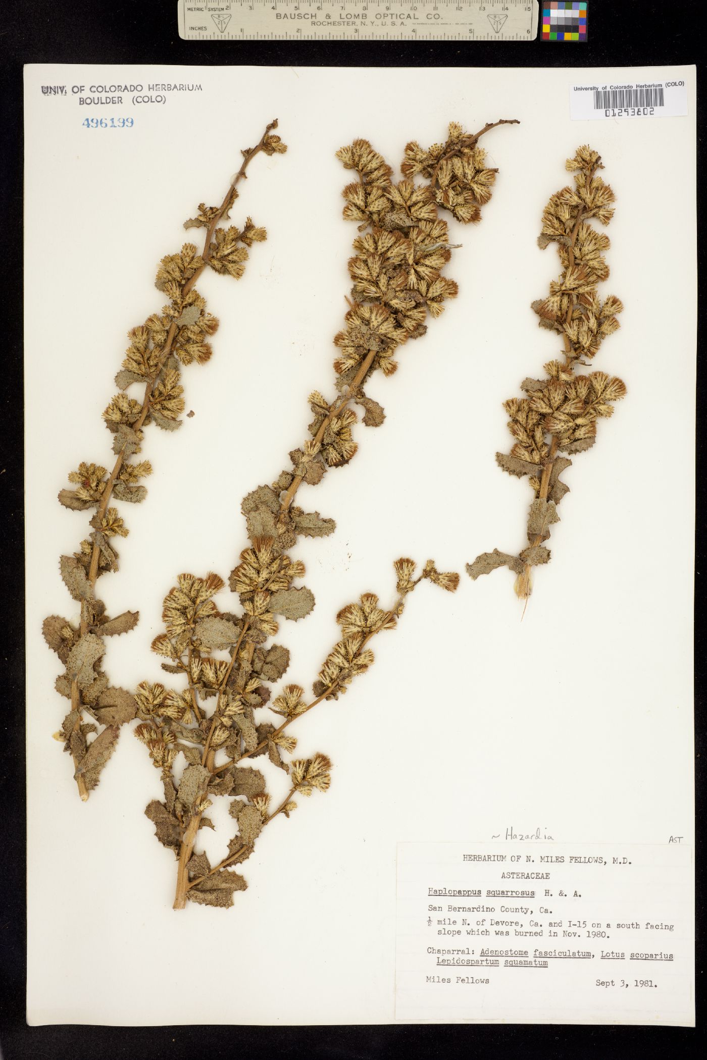 Hazardia squarrosa image