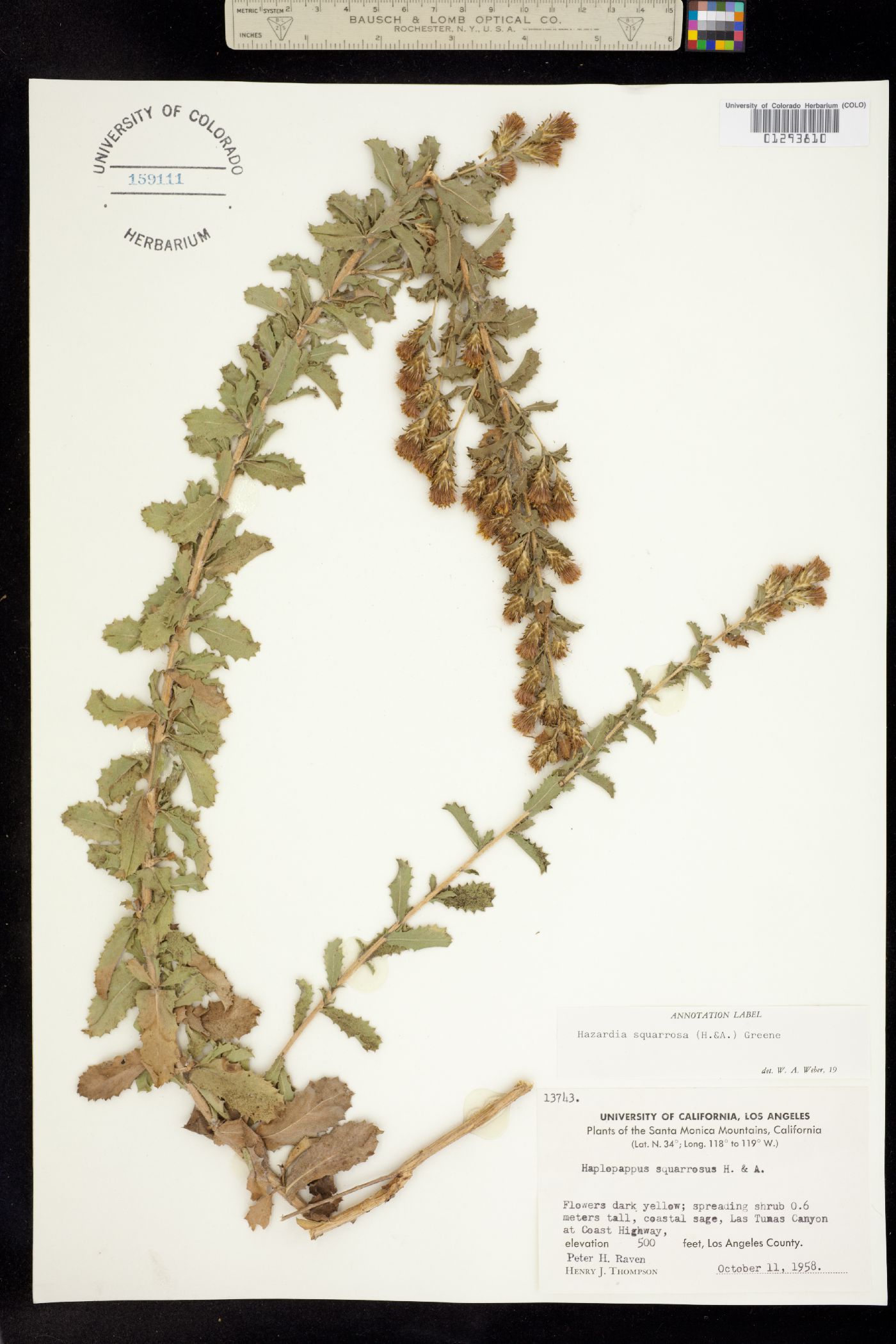 Hazardia squarrosa image