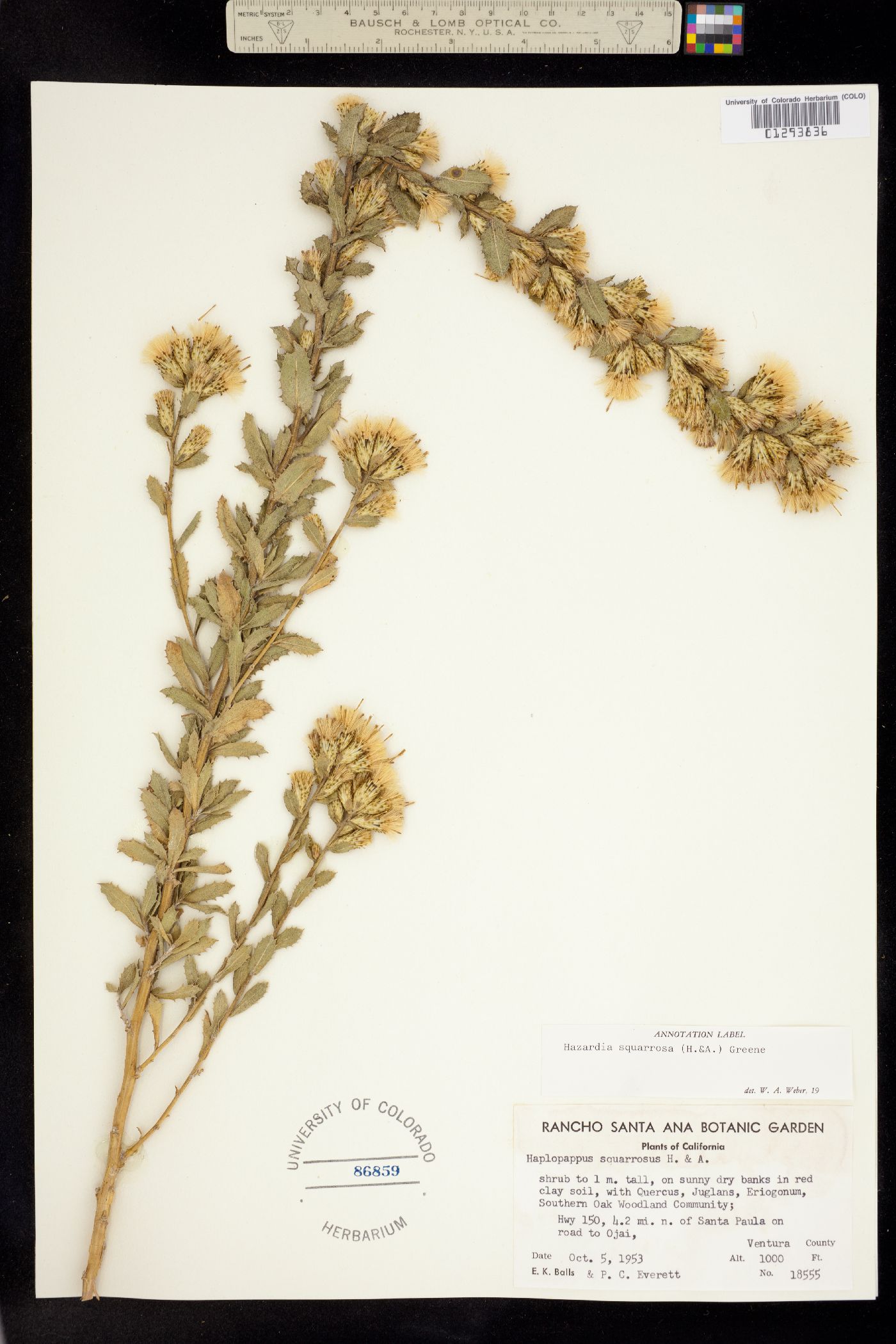 Hazardia squarrosa image