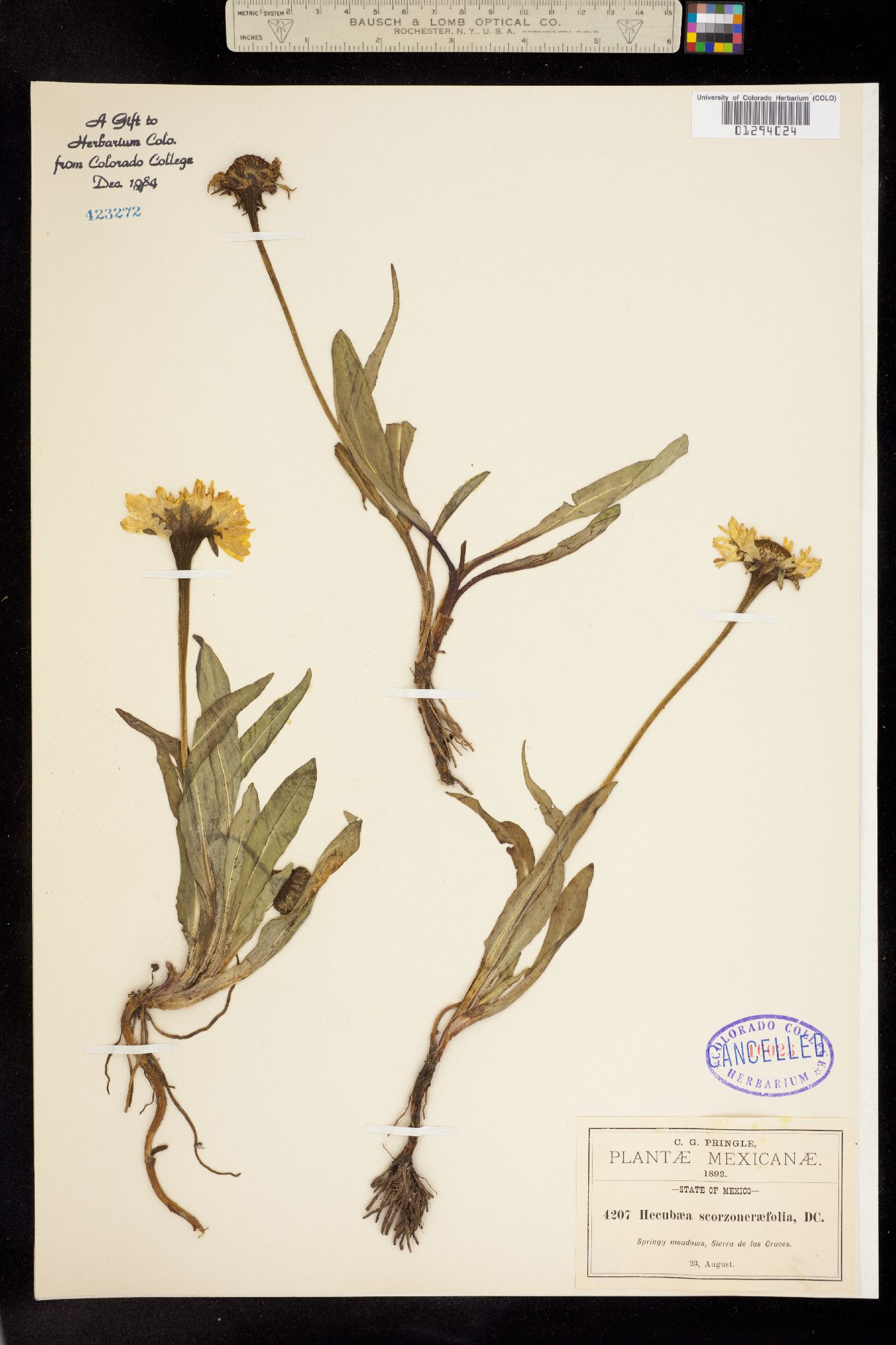 Helenium scorzoneraefolium image