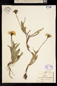 Helenium scorzoneraefolium image