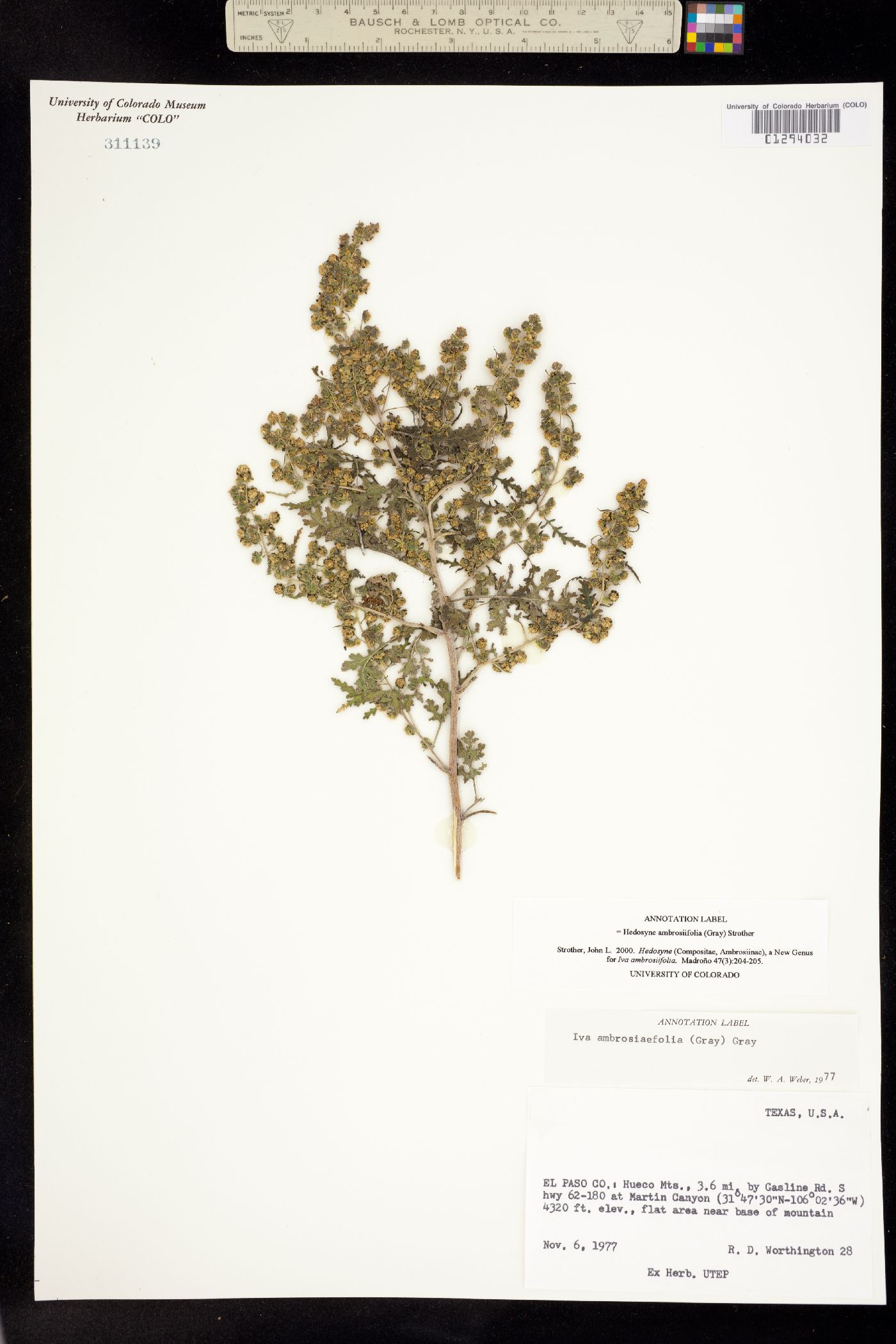 Hedosyne ambrosiifolia image