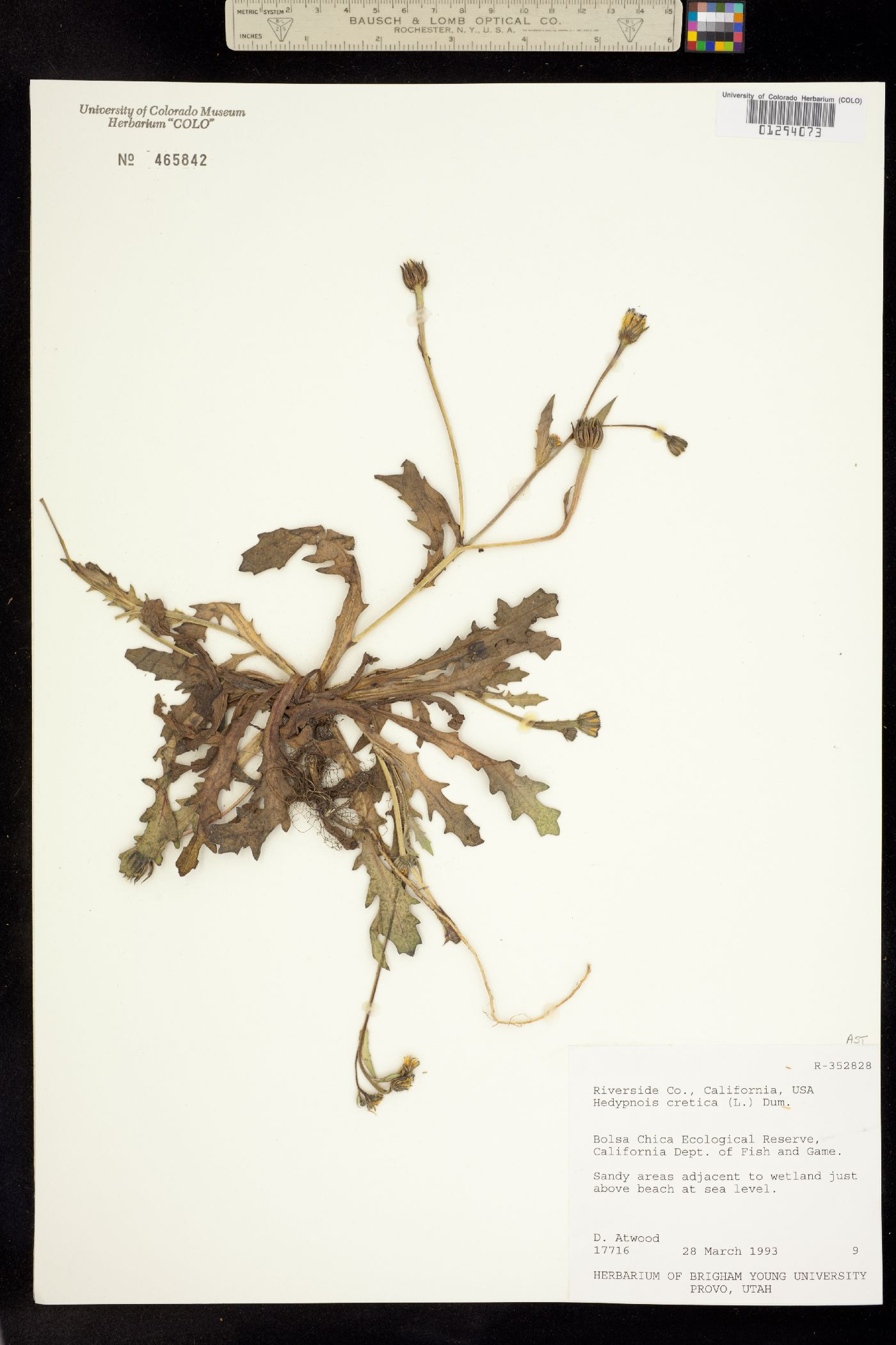 Hedypnois image