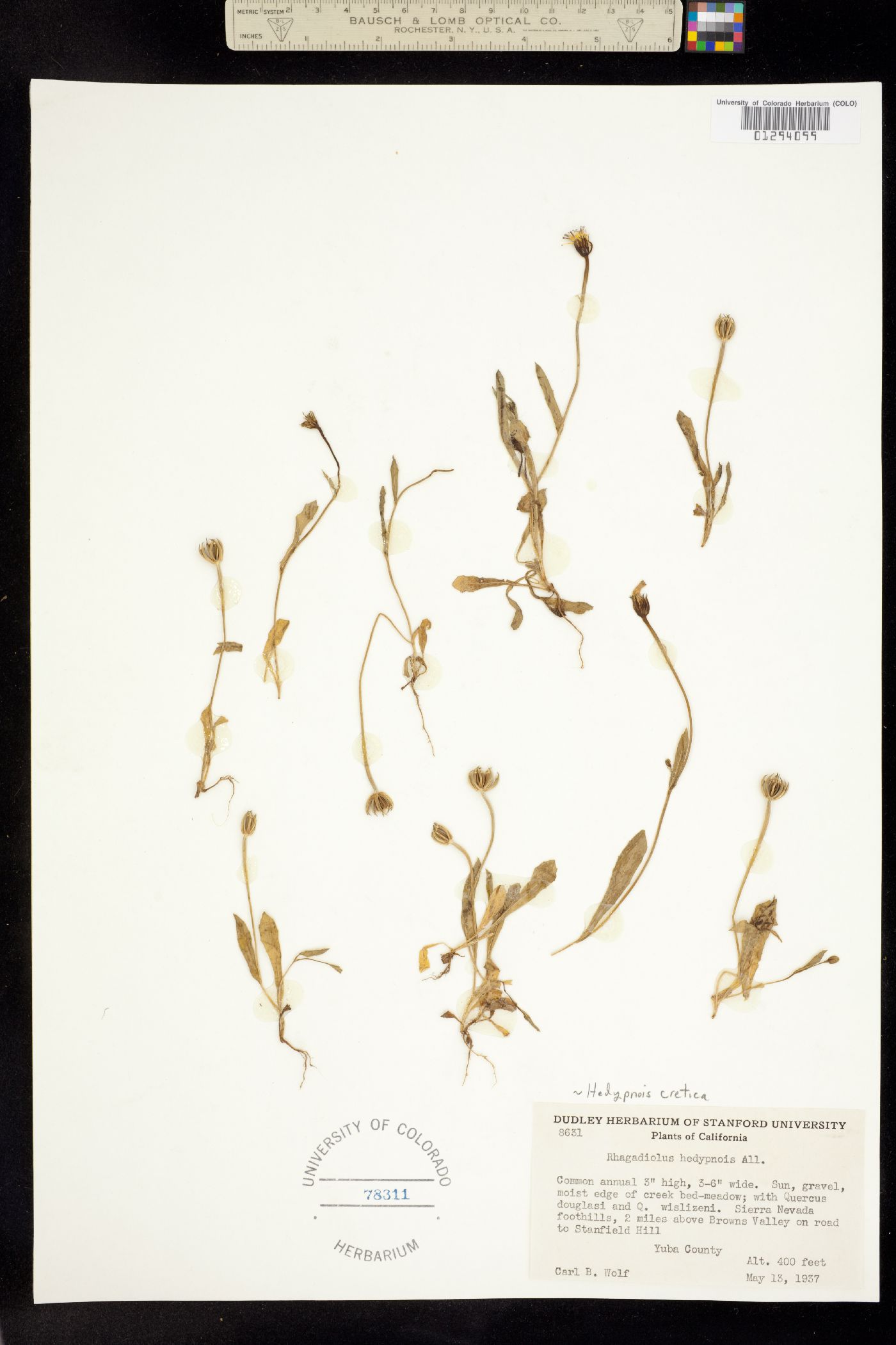 Hedypnois cretica image