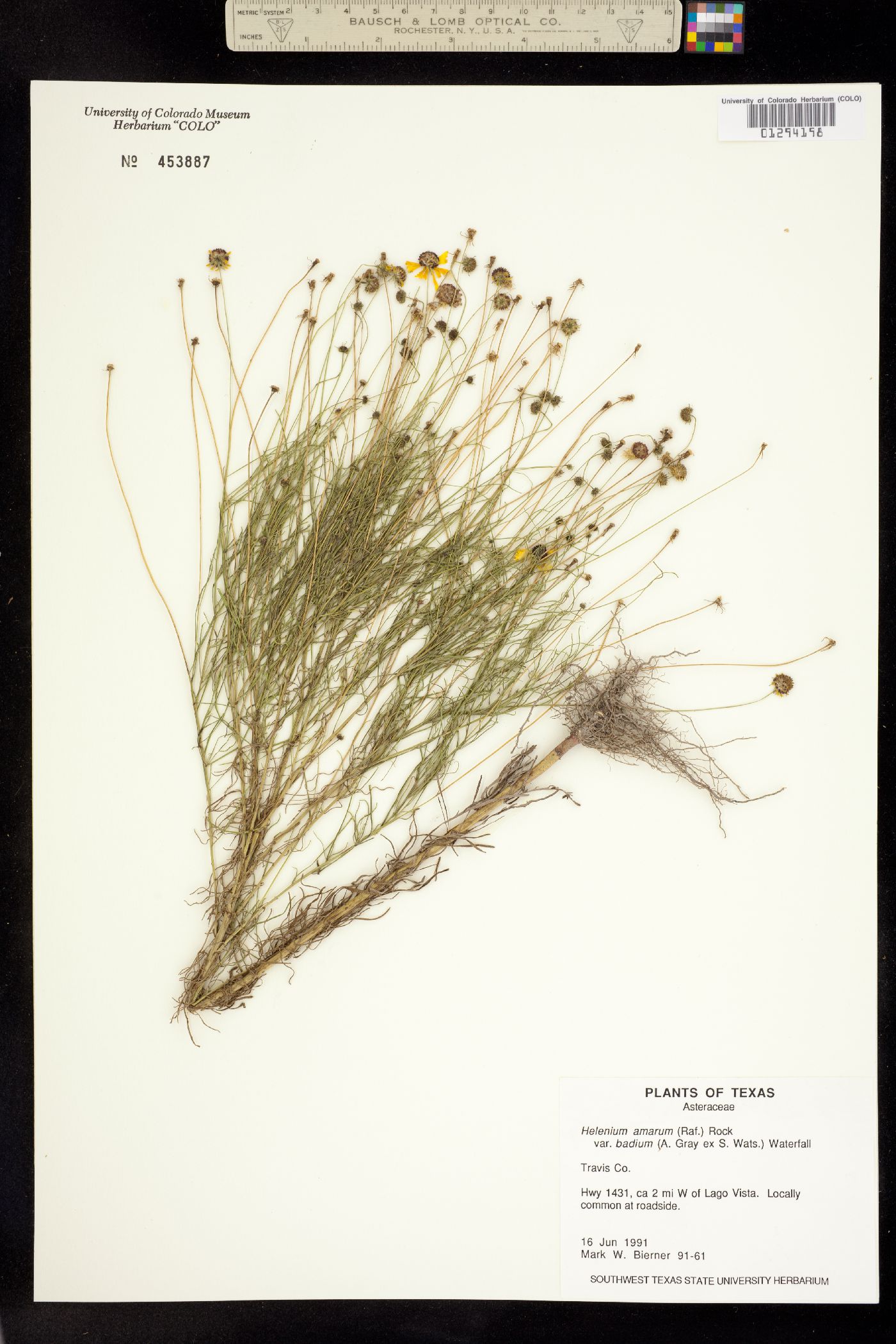 Helenium amarum image