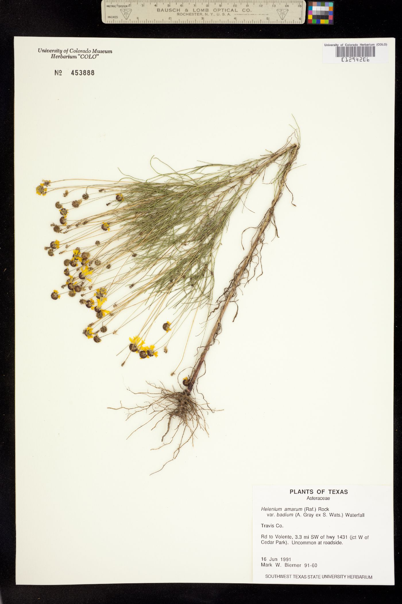 Helenium amarum image