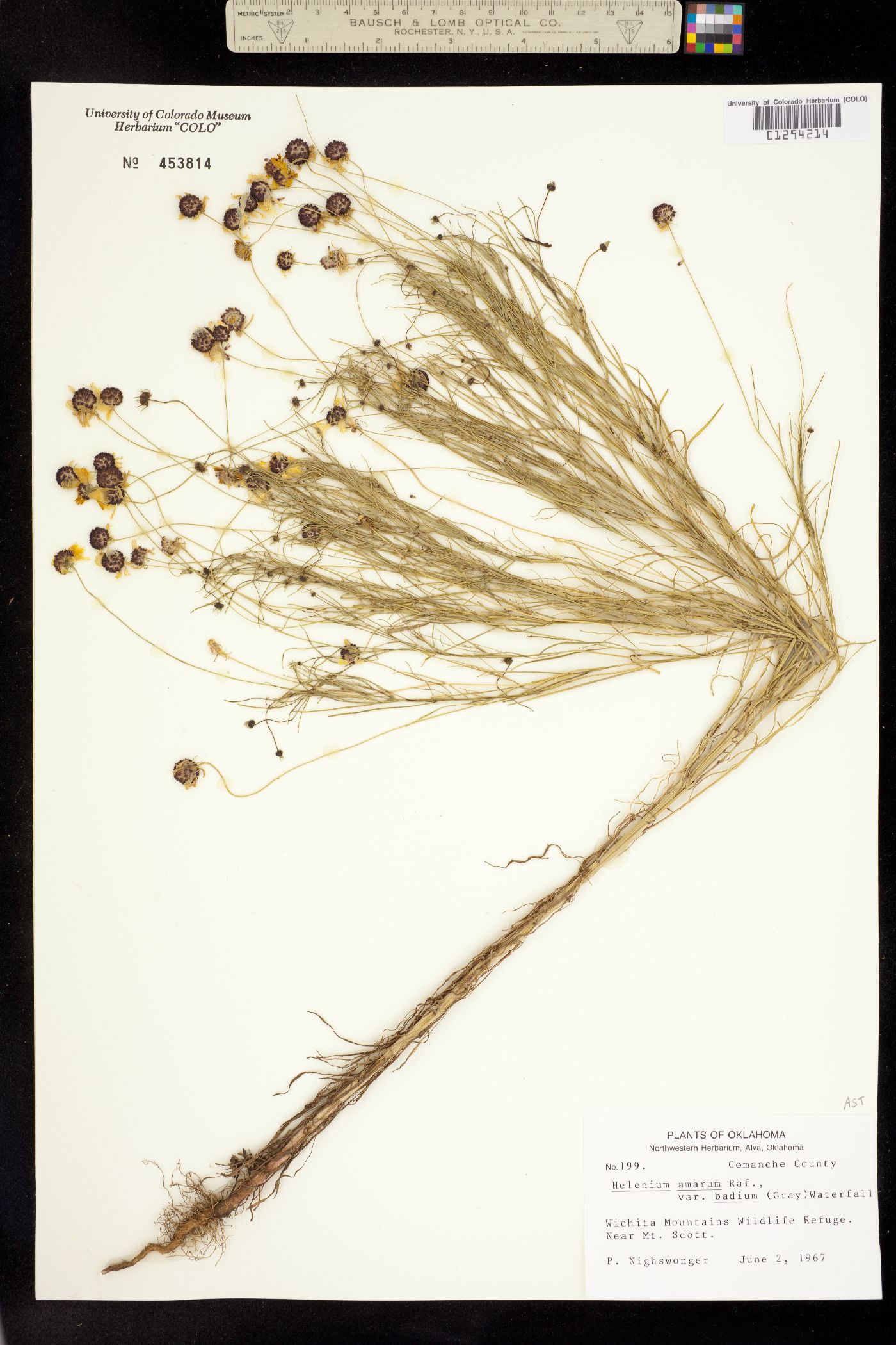 Helenium amarum image