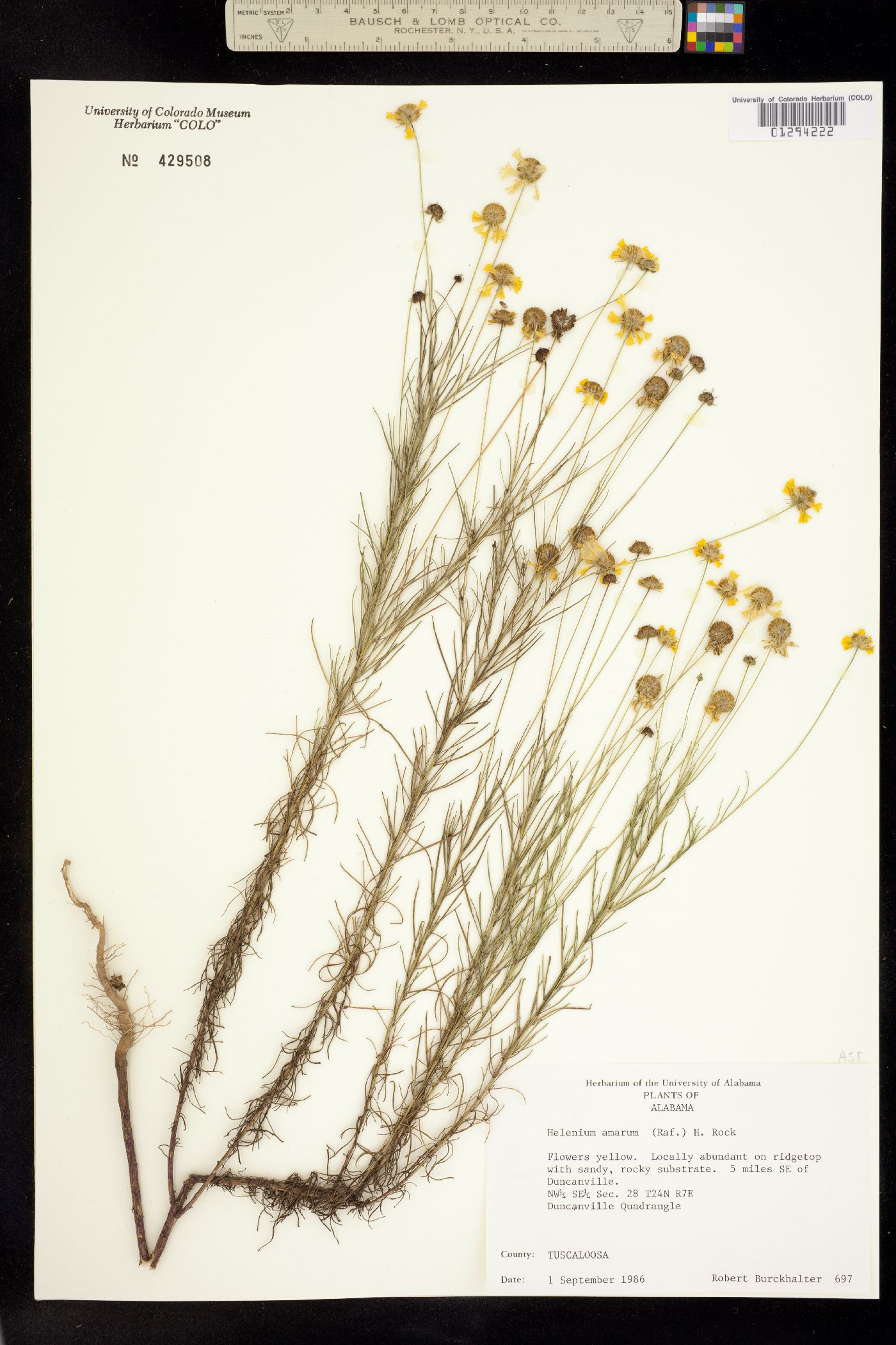 Helenium amarum image