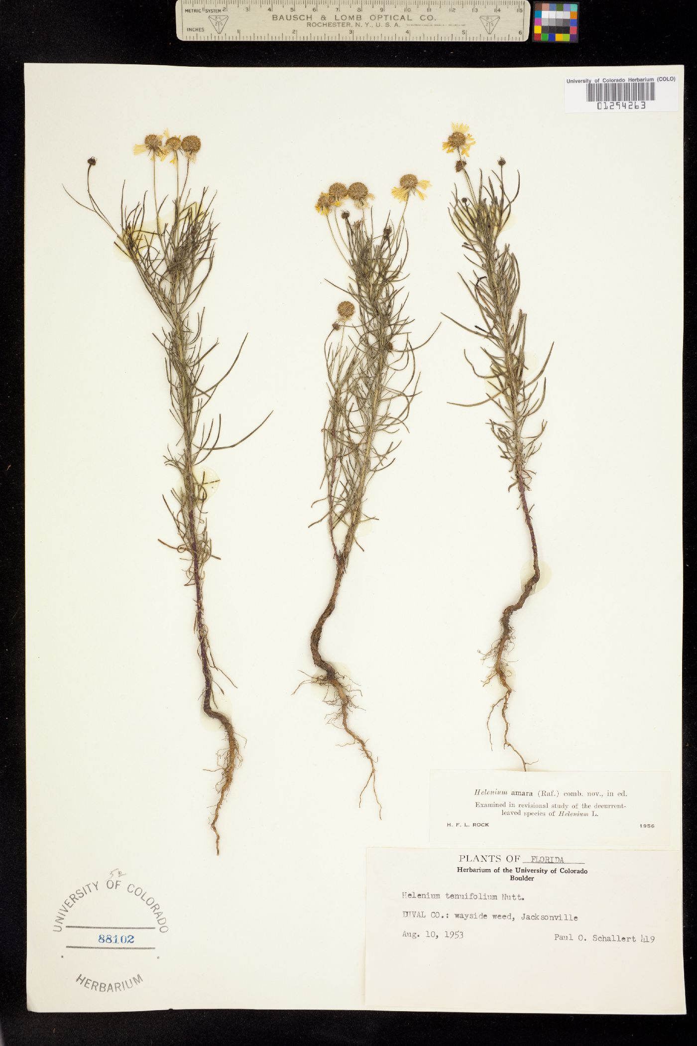 Helenium amarum image