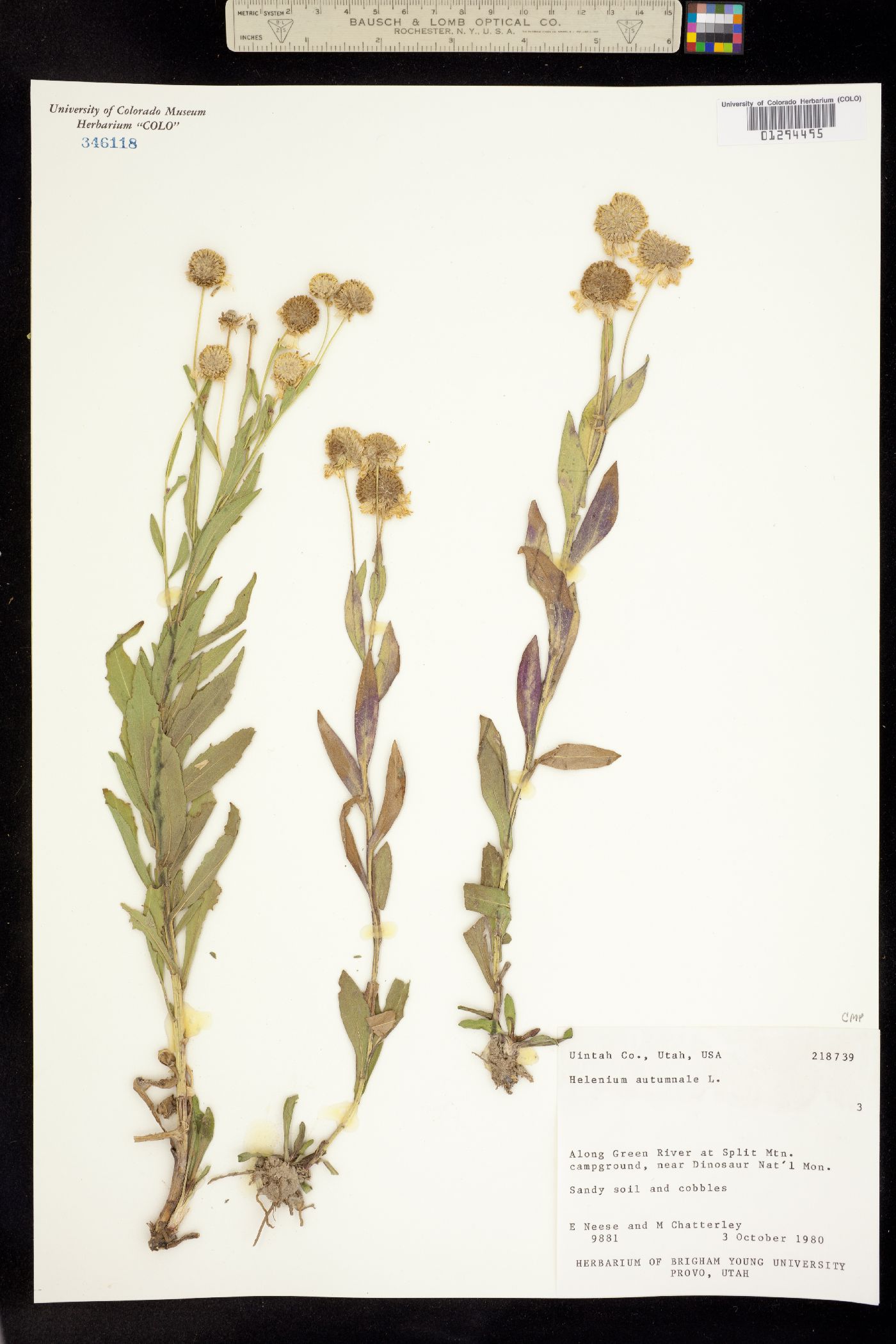 Helenium autumnale image