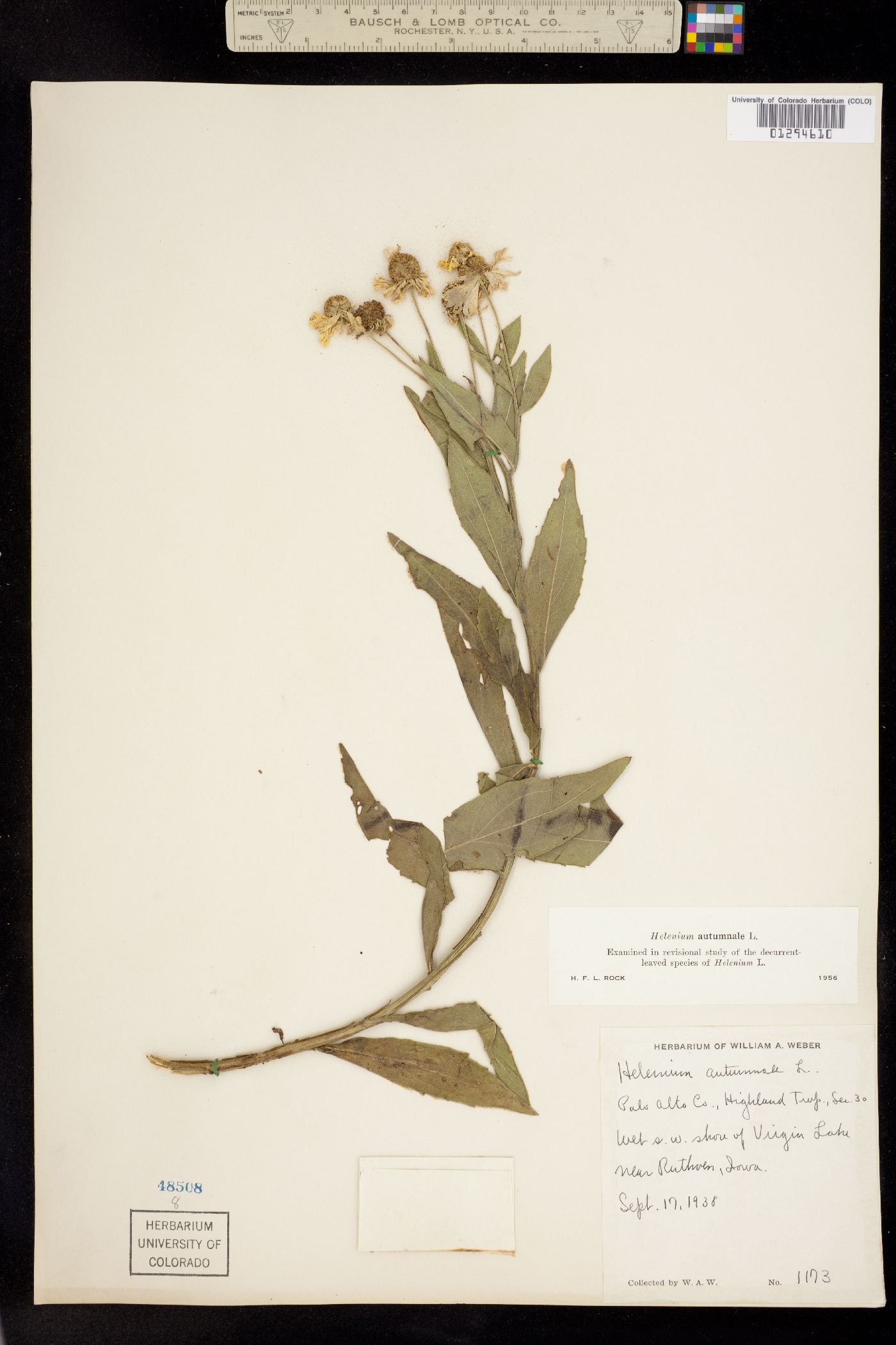 Helenium autumnale image