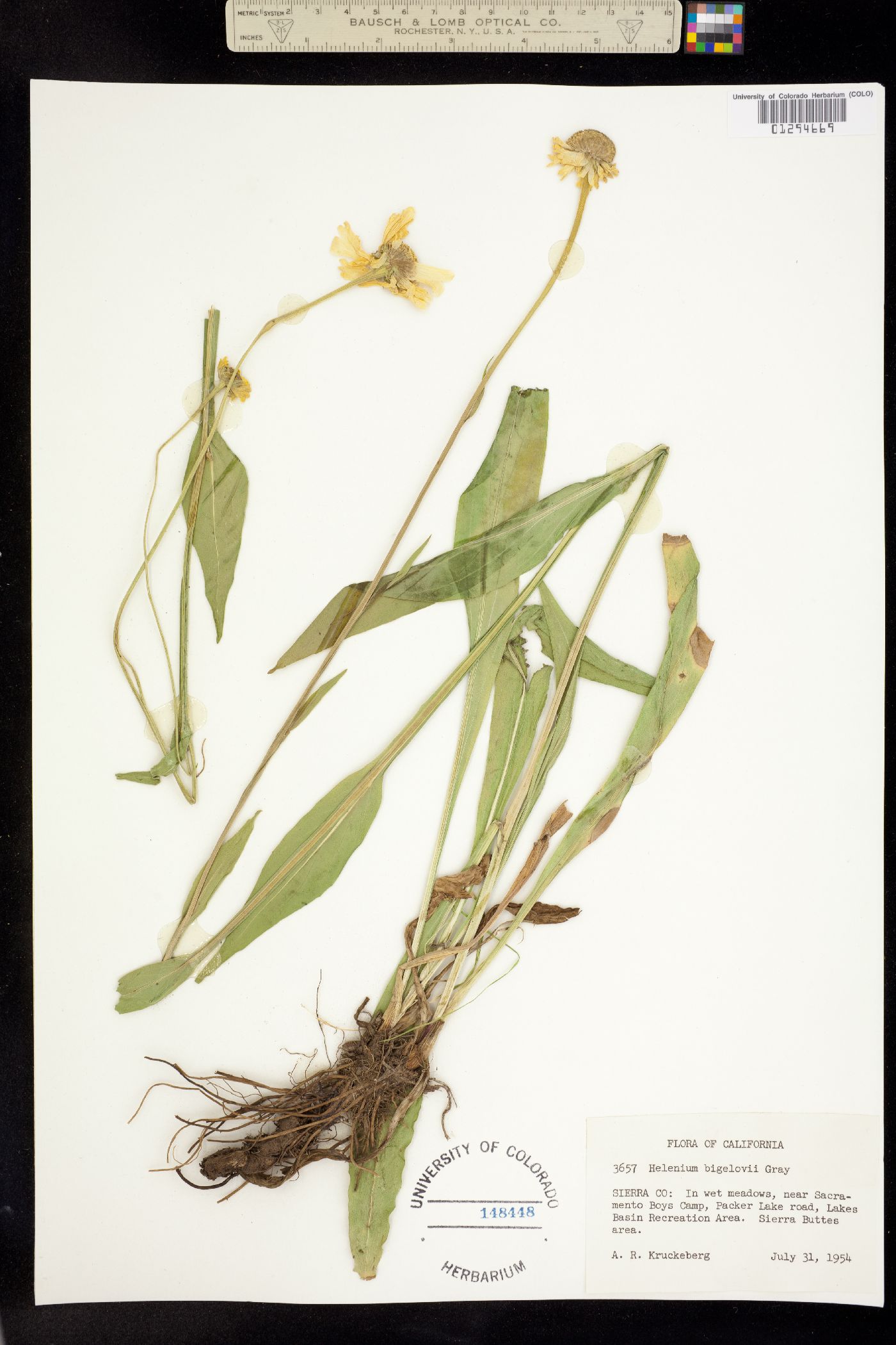 Helenium bigelovii image