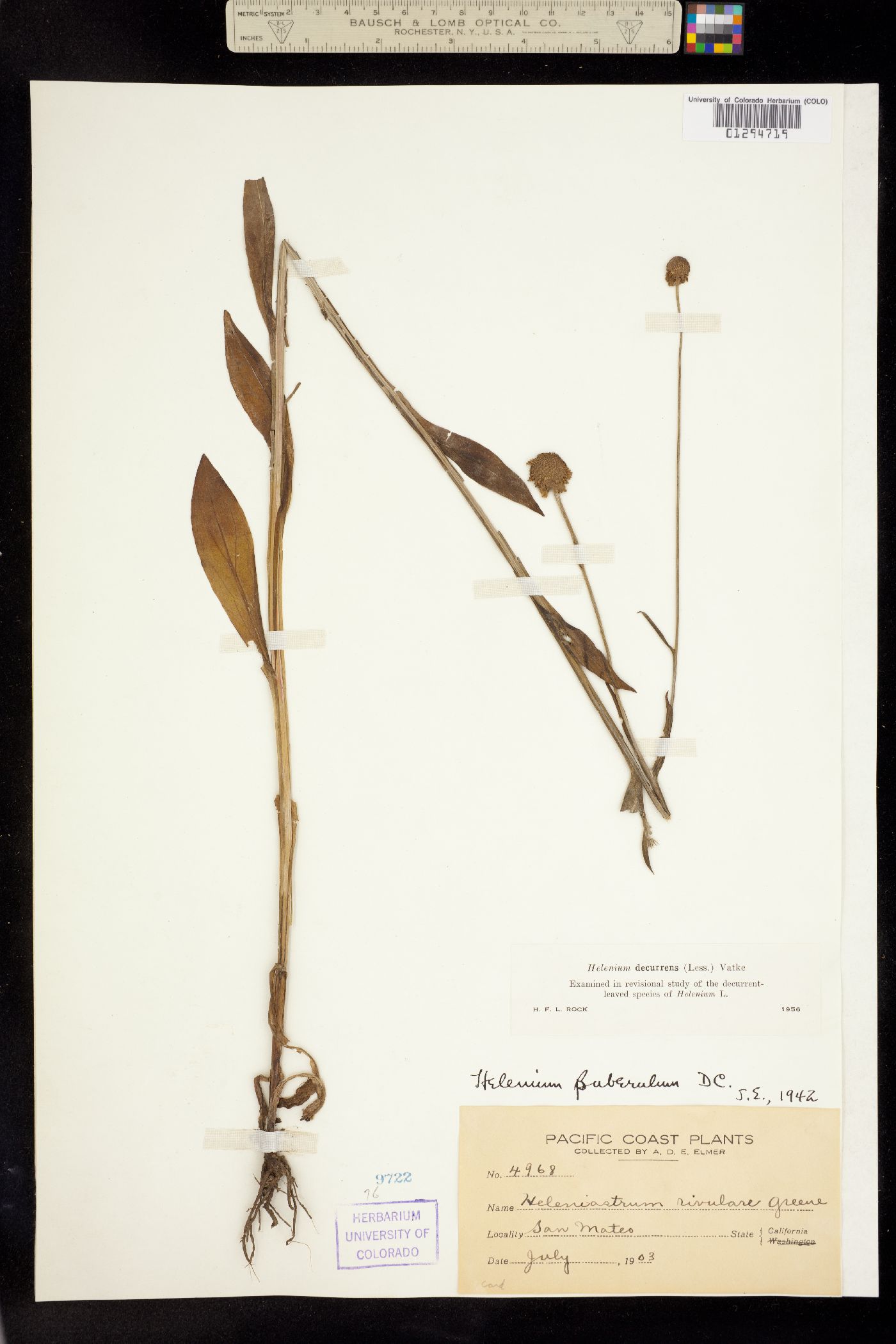 Helenium puberulum image