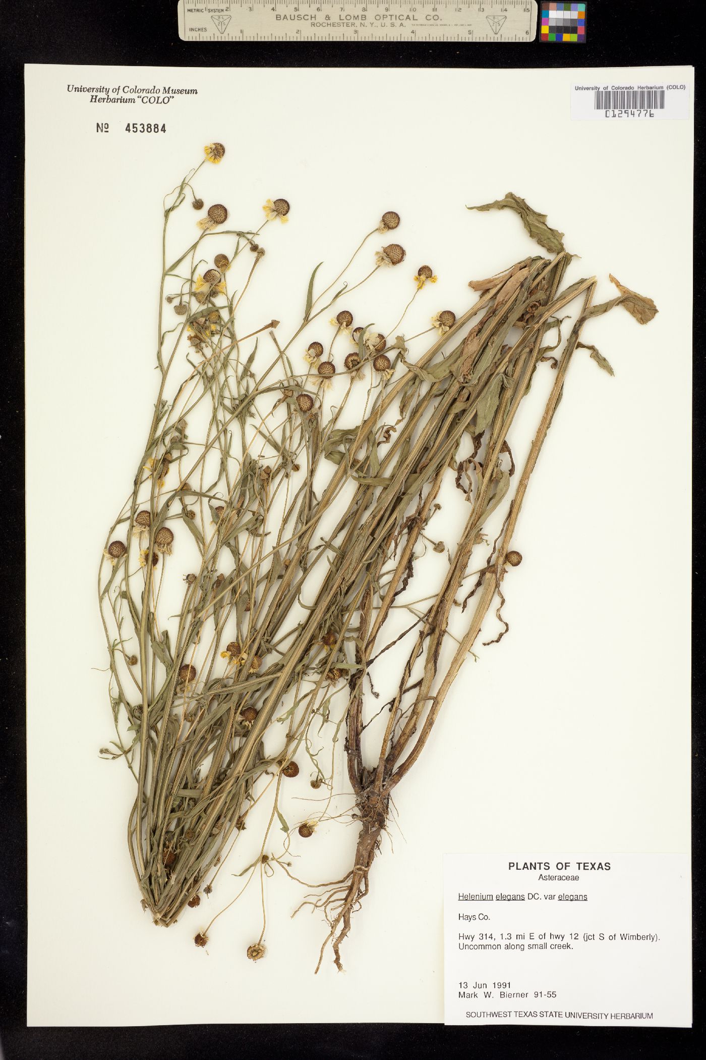 Helenium elegans image