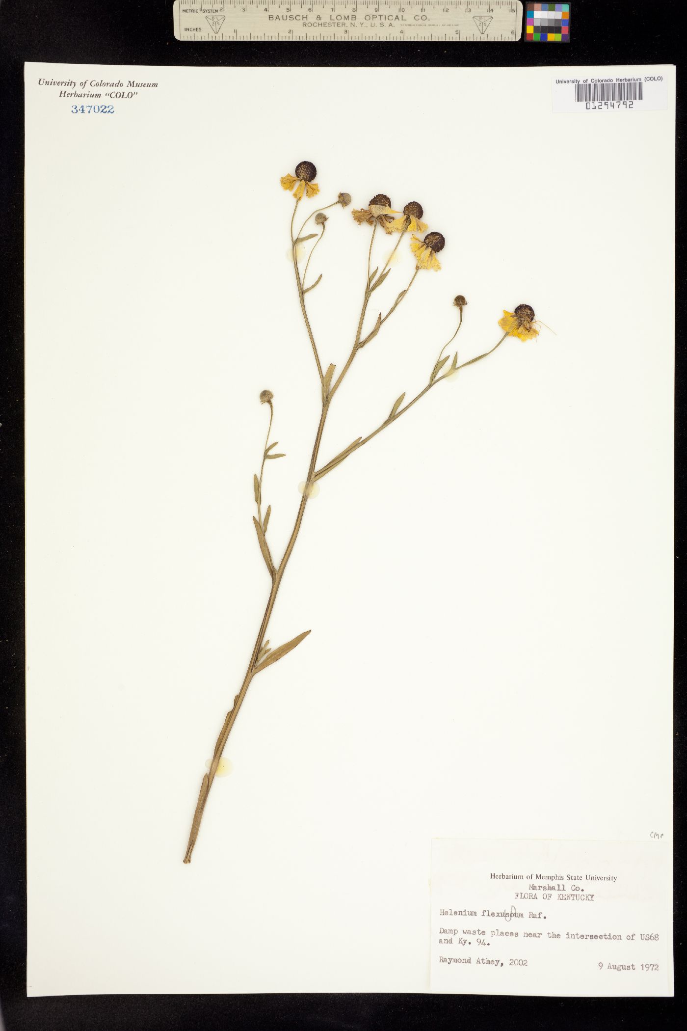 Helenium flexuosum image
