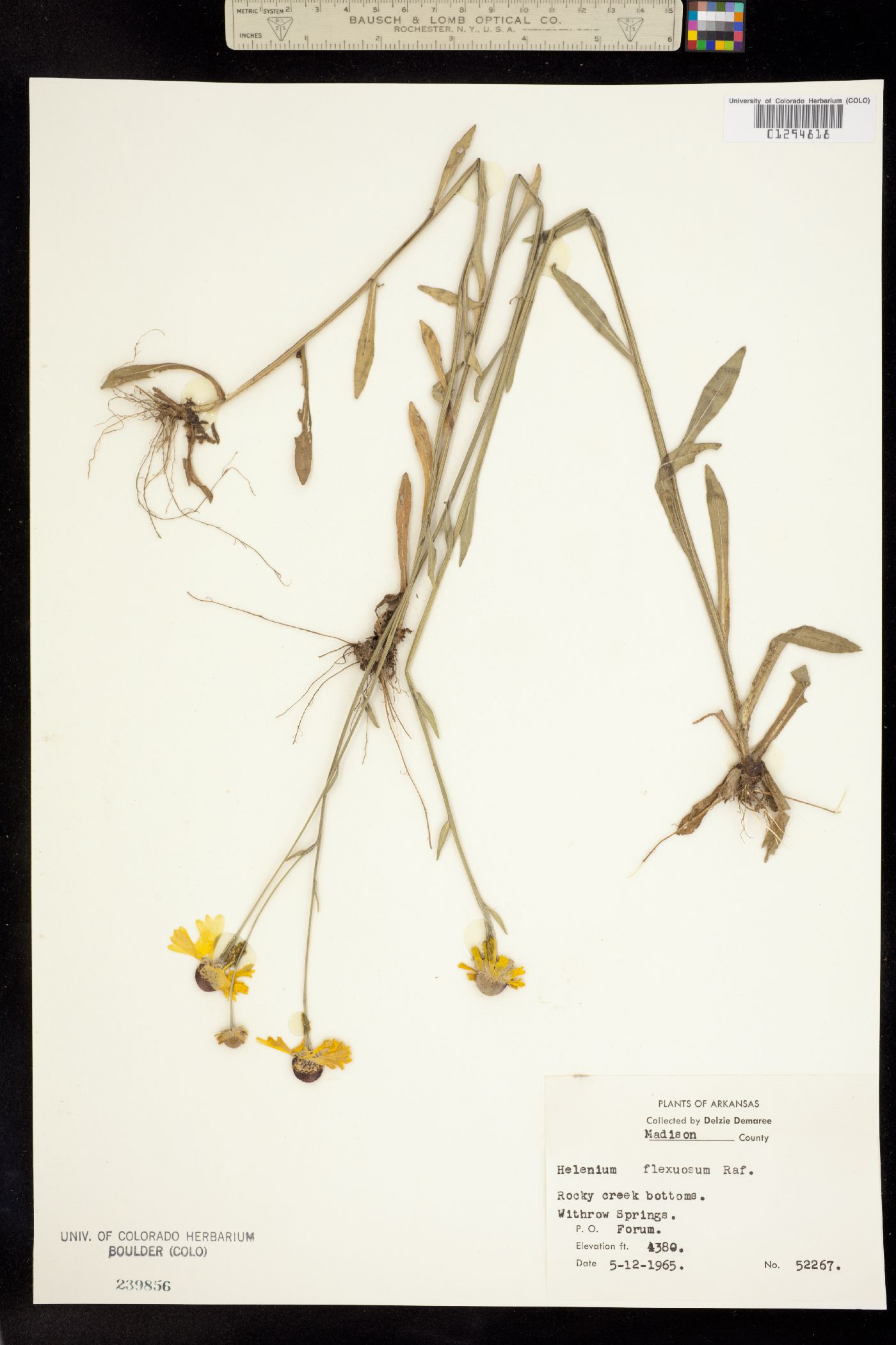 Helenium flexuosum image