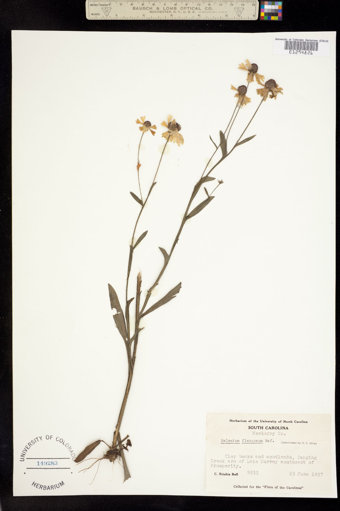 Helenium flexuosum image