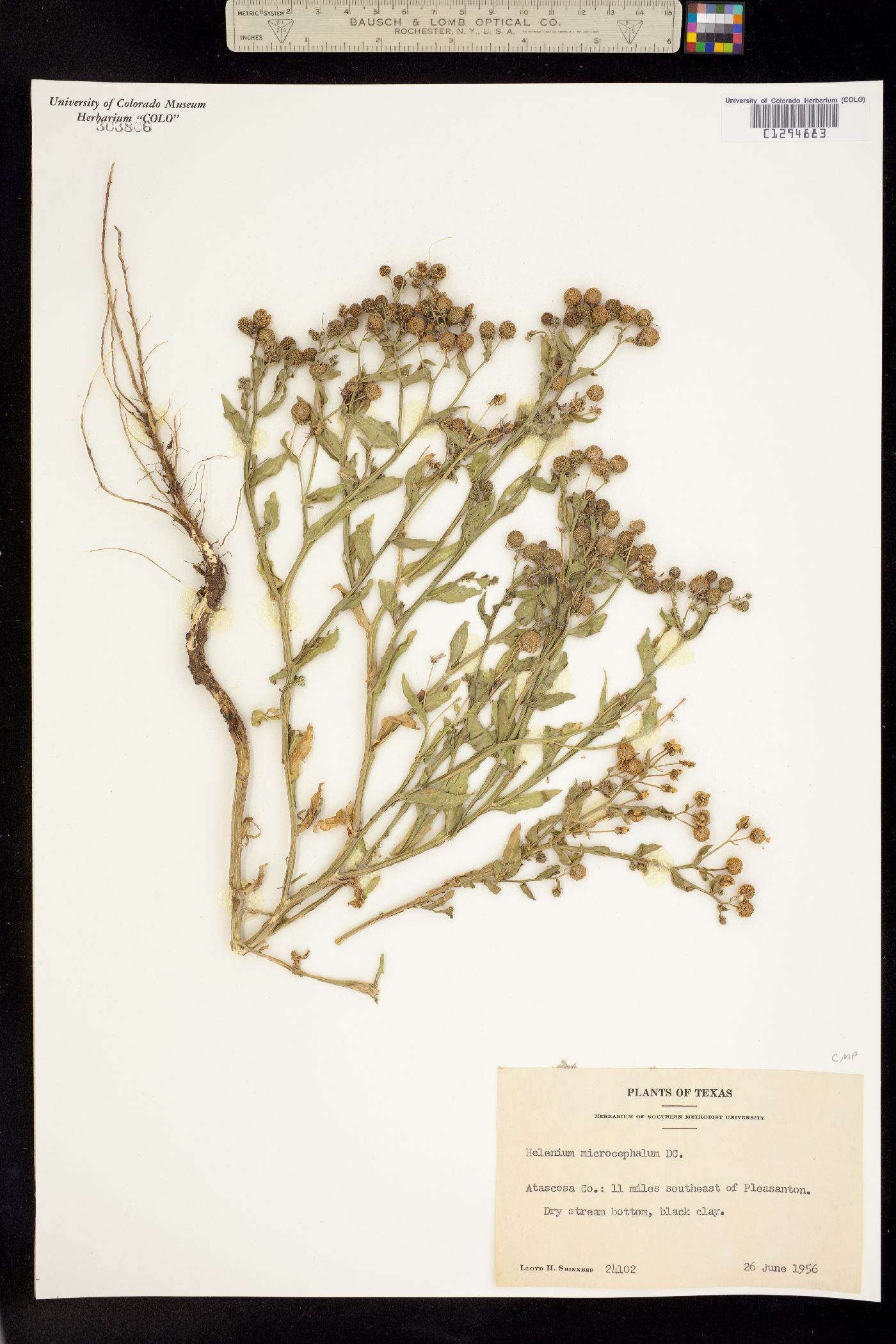 Helenium microcephalum image