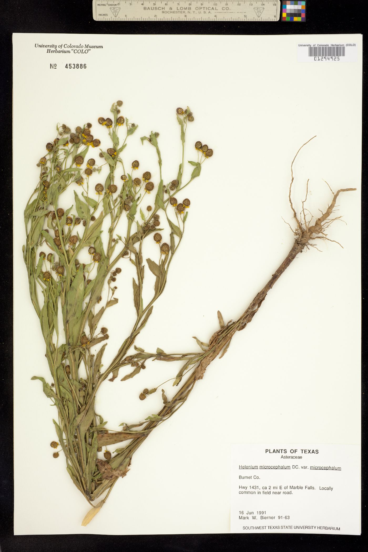 Helenium microcephalum image