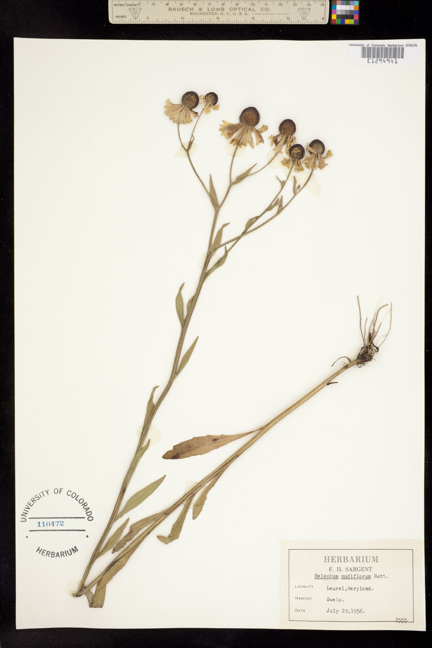 Helenium flexuosum image