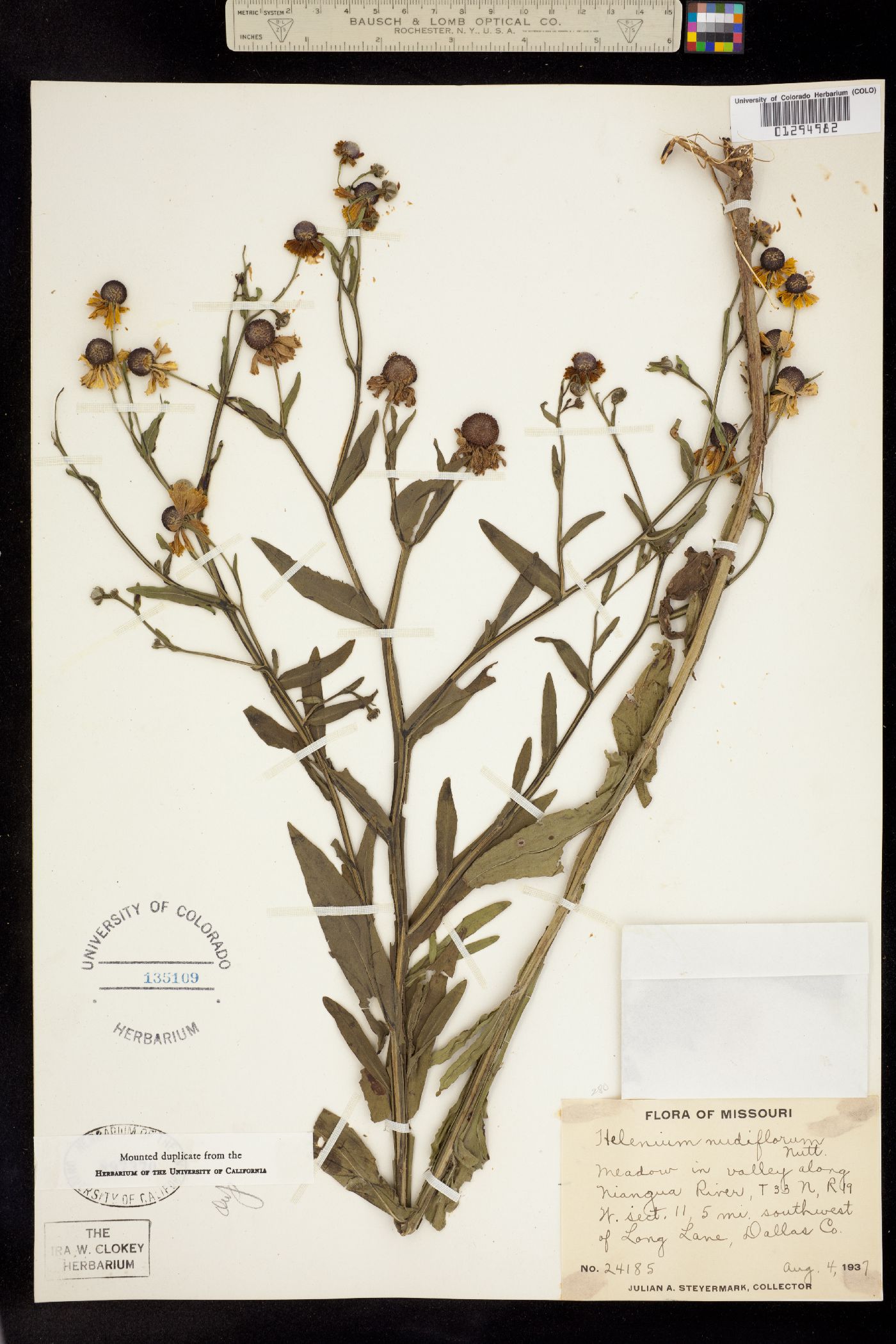 Helenium flexuosum image