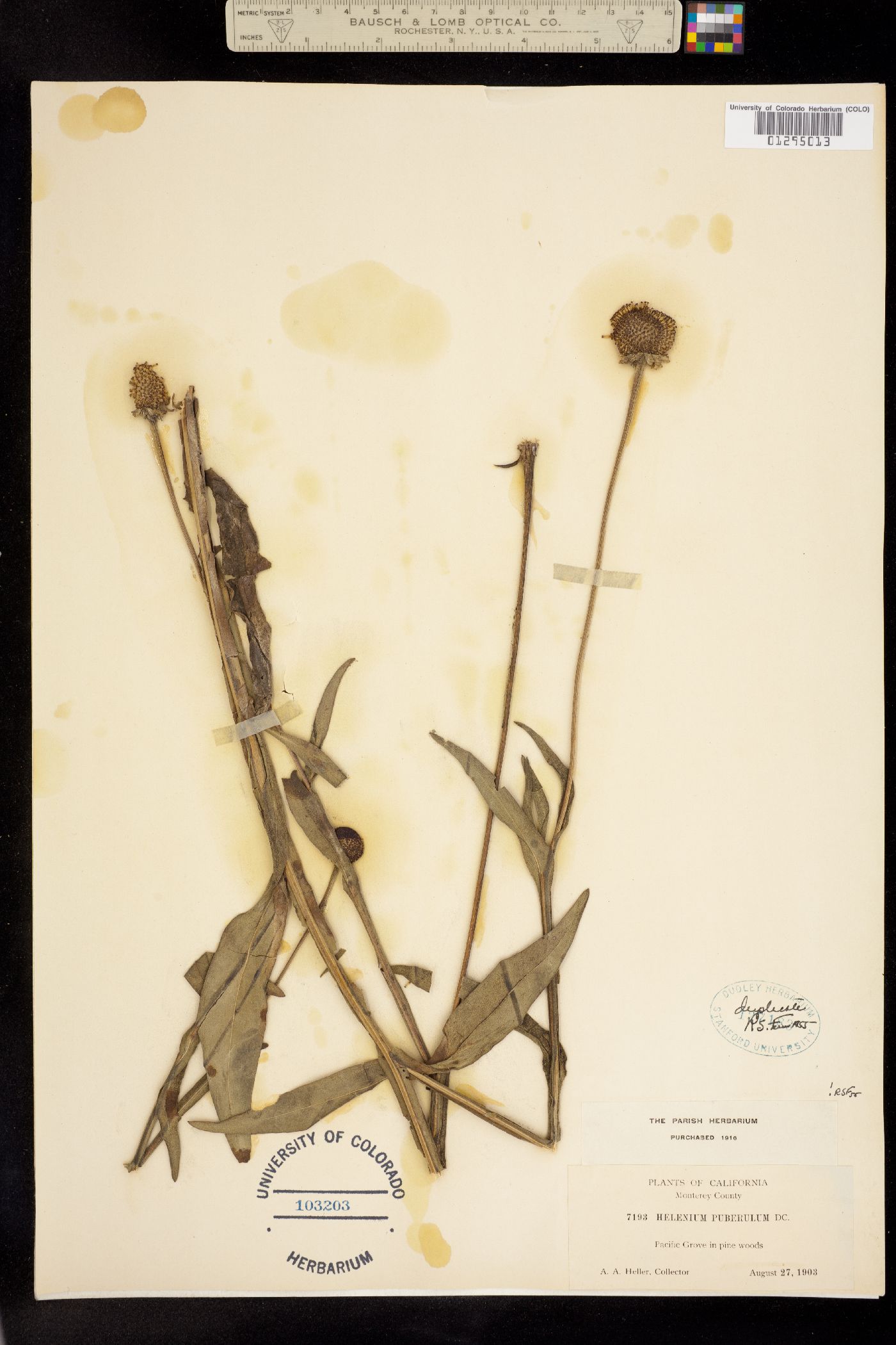 Helenium puberulum image