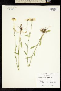 Image of Helenium brevifolium