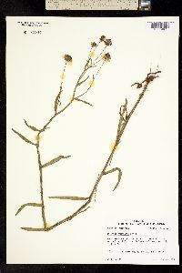 Helenium campestre image
