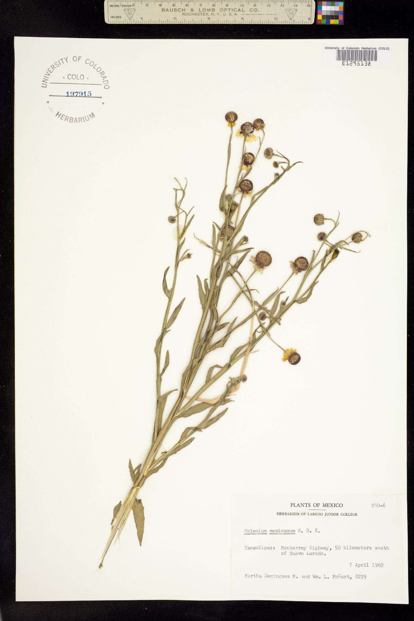Helenium mexicanum image