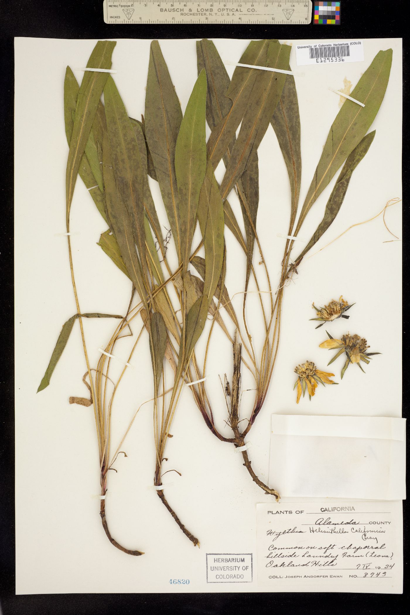 Helianthella image
