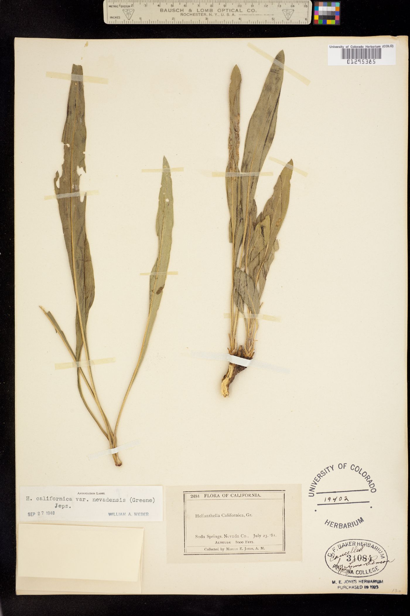 Helianthella californica ssp. nevadensis image