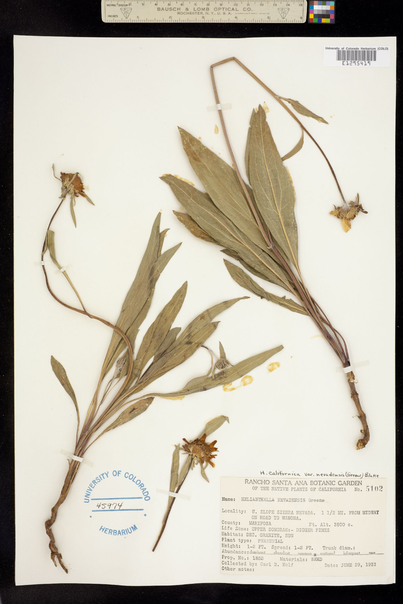 Helianthella californica ssp. nevadensis image
