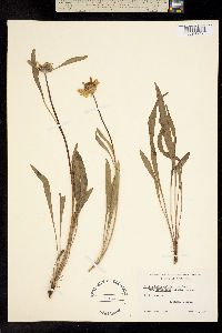 Helianthella californica image