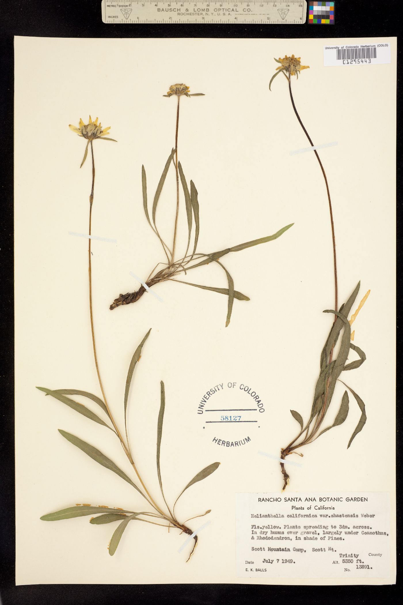 Helianthella californica ssp. nevadensis image