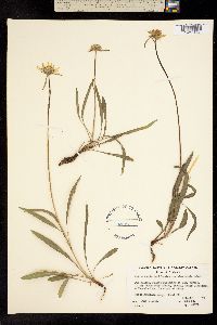 Helianthella californica ssp. nevadensis image