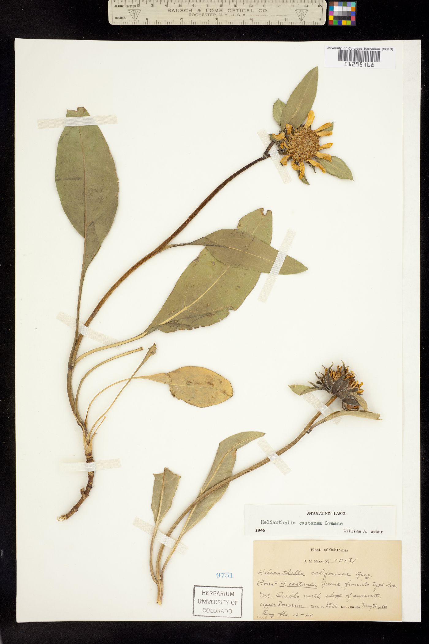 Helianthella image