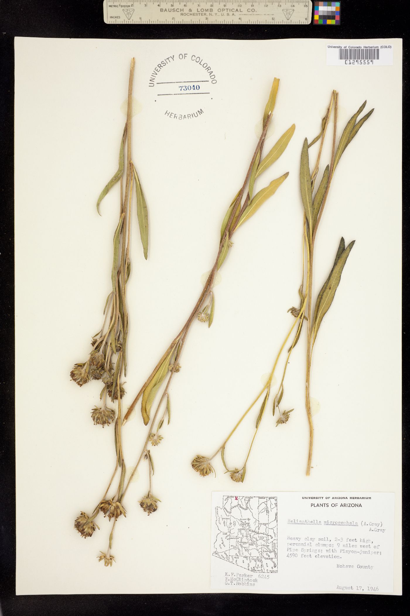Helianthella microcephala image