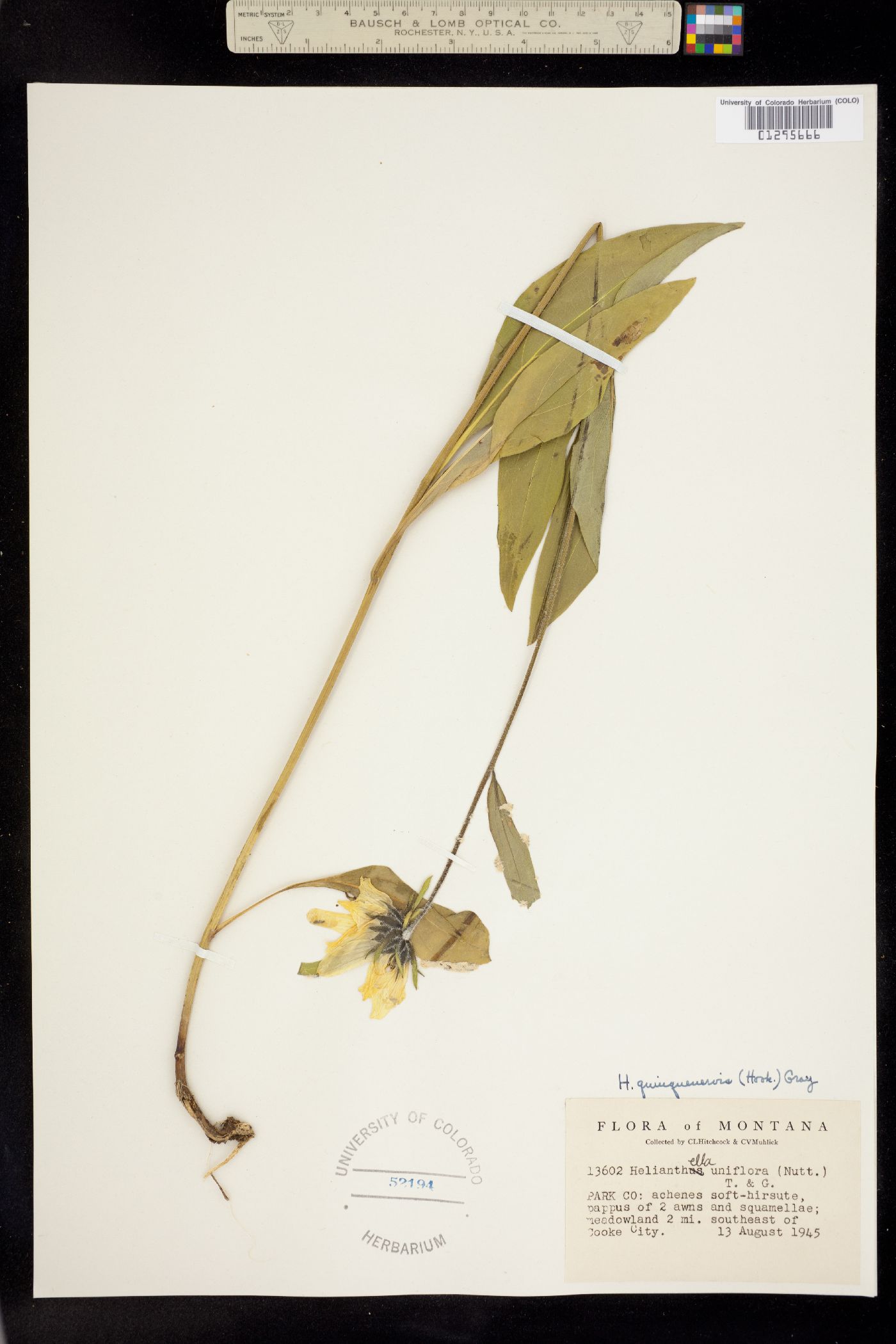 Helianthella quinquenervis image