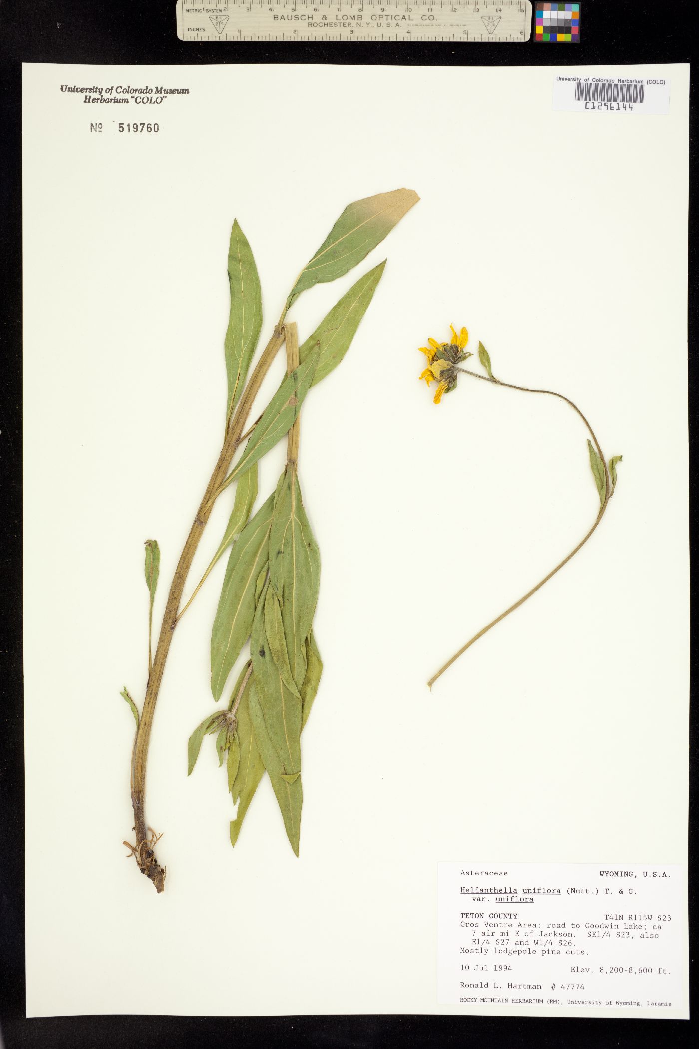 Helianthella uniflora image