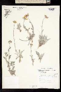 Helianthella gypsophila image
