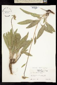 Helianthella nevadensis image