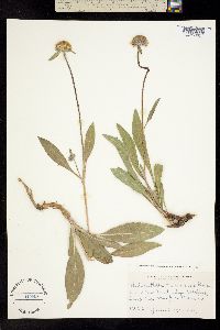 Helianthella nevadensis image