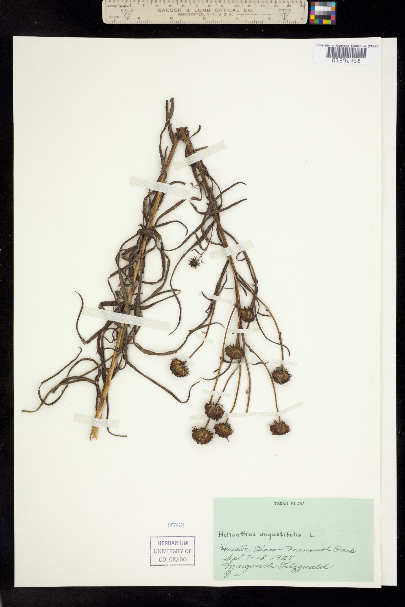Helianthus angustifolius image