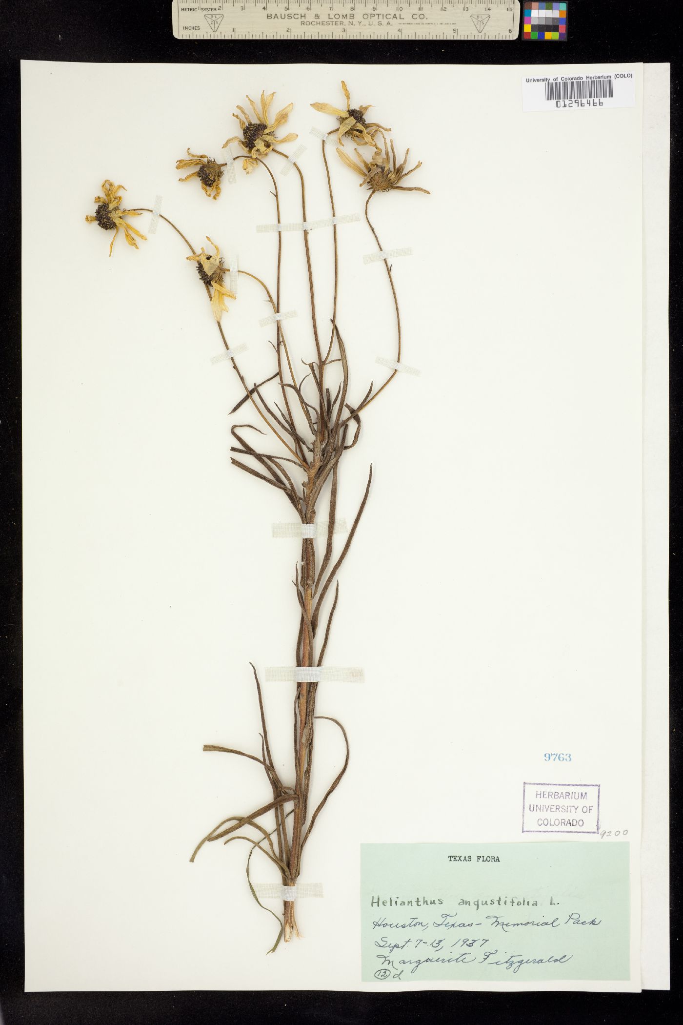Helianthus angustifolius image